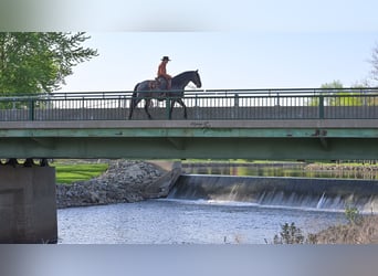 Friesian horses Mix, Gelding, 5 years, 15,1 hh, Roan-Blue
