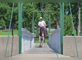 Friesian horses Mix, Gelding, 5 years, 15,1 hh, Tobiano-all-colors