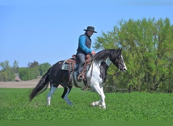 Friesian horses Mix, Gelding, 5 years, 15,1 hh, Tobiano-all-colors