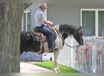 Friesian horses Mix, Gelding, 5 years, 15,1 hh, Tobiano-all-colors