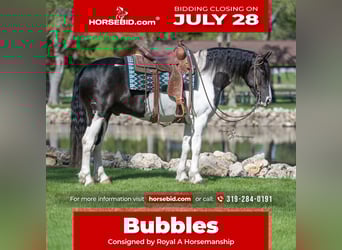 Friesian horses Mix, Gelding, 5 years, 15,1 hh, Tobiano-all-colors