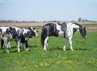 Friesian horses Mix, Gelding, 5 years, 15,1 hh, Tobiano-all-colors