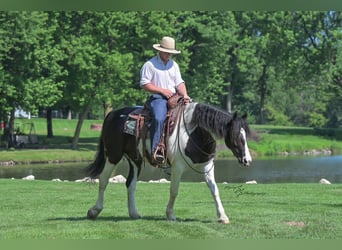 Friesian horses Mix, Gelding, 5 years, 15,1 hh, Tobiano-all-colors