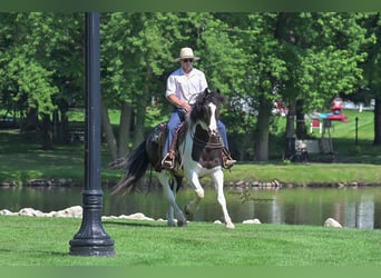Friesian horses Mix, Gelding, 5 years, 15,1 hh, Tobiano-all-colors
