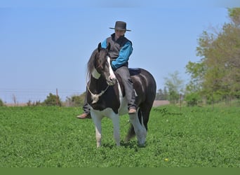 Friesian horses Mix, Gelding, 5 years, 15,1 hh, Tobiano-all-colors