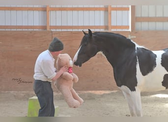 Friesian horses Mix, Gelding, 5 years, 15,1 hh, Tobiano-all-colors