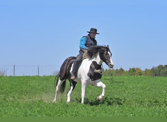 Friesian horses Mix, Gelding, 5 years, 15,1 hh, Tobiano-all-colors