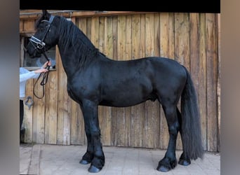 Friesian horses, Gelding, 5 years, 15,2 hh, Black