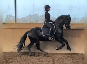 Friesian horses, Gelding, 5 years, 15,2 hh, Black