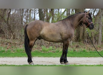 Friesian horses Mix, Gelding, 5 years, 15,2 hh, Grullo