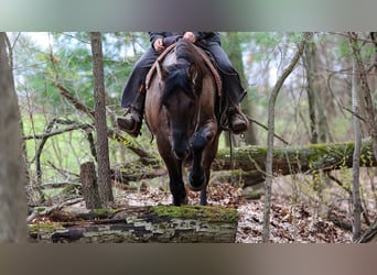 Friesian horses Mix, Gelding, 5 years, 15,2 hh, Grullo