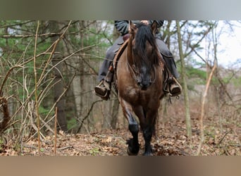 Friesian horses Mix, Gelding, 5 years, 15,2 hh, Grullo