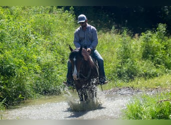 Friesian horses, Gelding, 5 years, 15,2 hh, Tobiano-all-colors