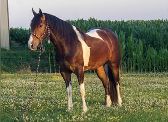 Friesian horses, Gelding, 5 years, 15,2 hh, Tobiano-all-colors