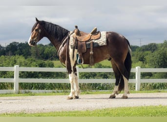 Friesian horses, Gelding, 5 years, 15,2 hh, Tobiano-all-colors