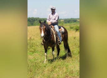 Friesian horses, Gelding, 5 years, 15,2 hh, Tobiano-all-colors