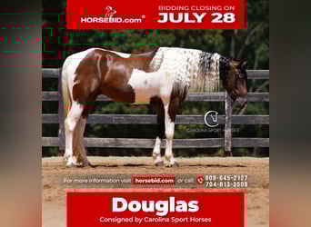 Friesian horses Mix, Gelding, 5 years, 15,2 hh