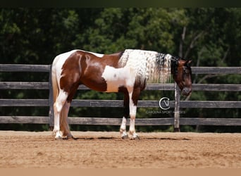 Friesian horses Mix, Gelding, 5 years, 15,2 hh