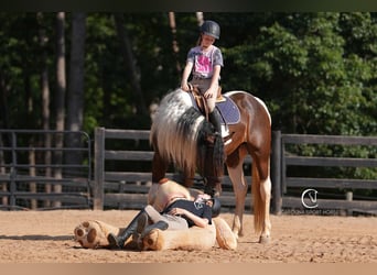 Friesian horses Mix, Gelding, 5 years, 15,2 hh