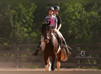 Friesian horses Mix, Gelding, 5 years, 15,2 hh
