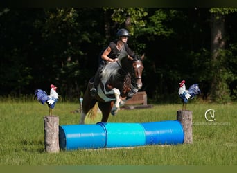 Friesian horses Mix, Gelding, 5 years, 15,2 hh
