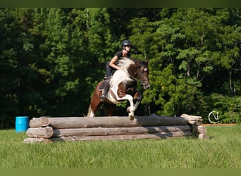 Friesian horses Mix, Gelding, 5 years, 15,2 hh