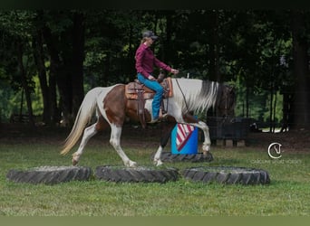 Friesian horses Mix, Gelding, 5 years, 15,2 hh
