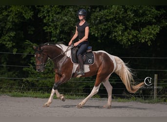 Friesian horses Mix, Gelding, 5 years, 15,2 hh