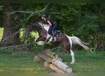 Friesian horses Mix, Gelding, 5 years, 15,2 hh