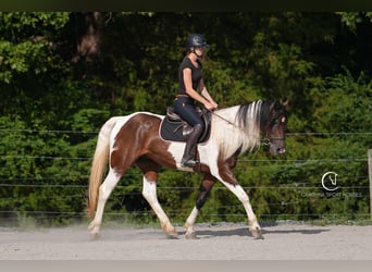Friesian horses Mix, Gelding, 5 years, 15,2 hh