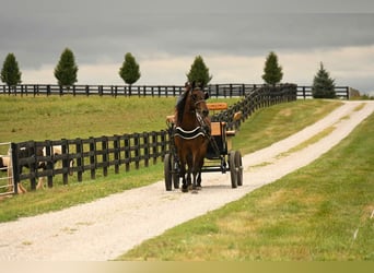 Friesian horses, Gelding, 5 years, 15,3 hh, Bay