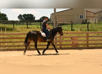 Friesian horses, Gelding, 5 years, 15,3 hh, Bay