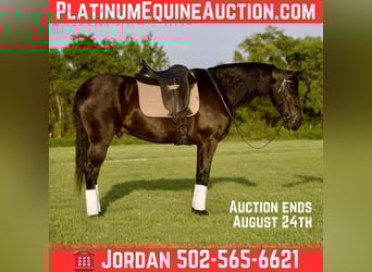 Friesian horses, Gelding, 5 years, 15,3 hh, Black