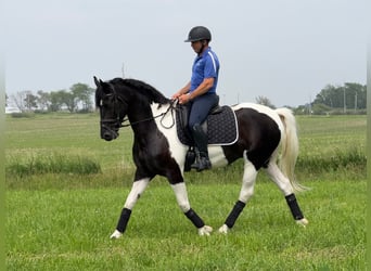 Friesian horses, Gelding, 5 years, 15,3 hh