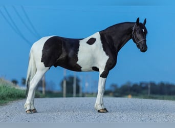 Friesian horses, Gelding, 5 years, 15,3 hh