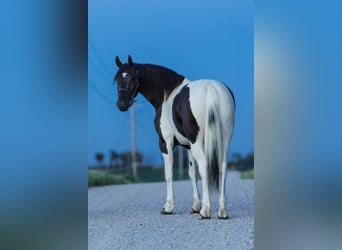 Friesian horses, Gelding, 5 years, 15,3 hh