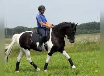 Friesian horses, Gelding, 5 years, 15,3 hh