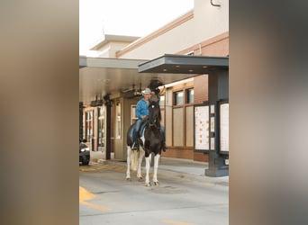 Friesian horses, Gelding, 5 years, 15,3 hh