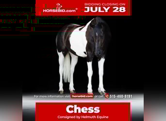 Friesian horses, Gelding, 5 years, 15,3 hh