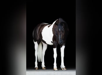 Friesian horses, Gelding, 5 years, 15,3 hh