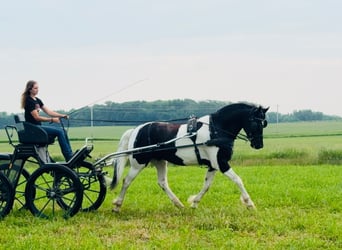 Friesian horses, Gelding, 5 years, 15,3 hh