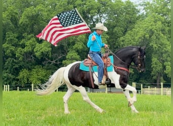 Friesian horses, Gelding, 5 years, 15,3 hh