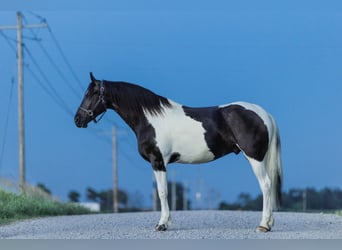 Friesian horses, Gelding, 5 years, 15,3 hh