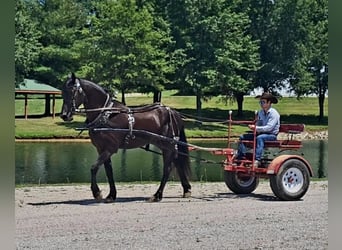 Friesian horses, Gelding, 5 years, 16.1 hh, Black