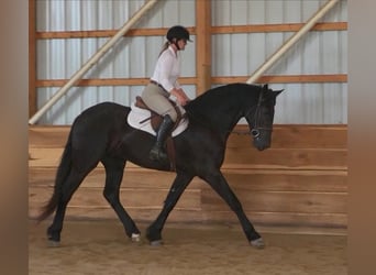 Friesian horses, Gelding, 5 years, 16.1 hh, Black