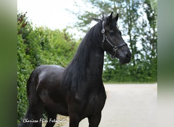 Friesian horses, Gelding, 5 years, 16,1 hh, Black