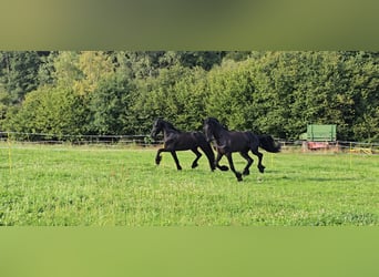 Friesian horses, Gelding, 5 years, 16.1 hh, Black