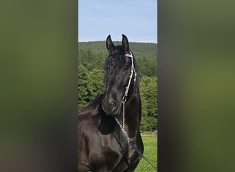 Friesian horses, Gelding, 5 years, 16.1 hh, Black