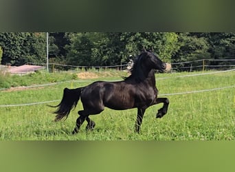 Friesian horses, Gelding, 5 years, 16.1 hh, Black