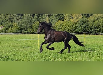 Friesian horses, Gelding, 5 years, 16.1 hh, Black